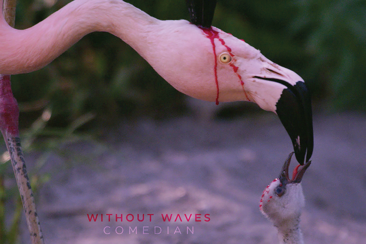 Without Waves Comedian Album Cover